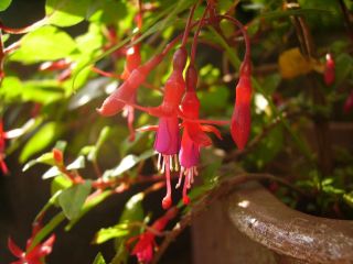 Fuchsienbild Little Caruso 02