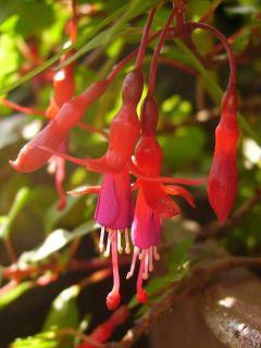 Fuchsienbild Little Caruso 03