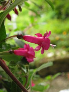 Fuchsienbild Lotti Hobby 02