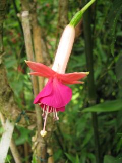 Fuchsienbild Loxhore Fairy Dancer 03