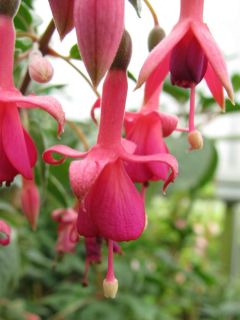 Fuchsienbild Loxhore Minuet 01