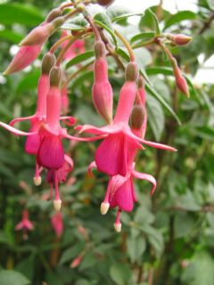 Fuchsienbild Loxhore Minuet 02