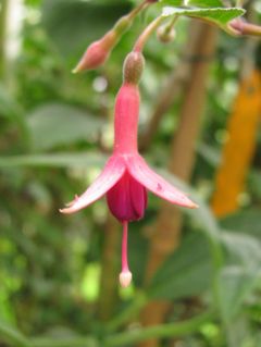 Fuchsienbild Loxhore Minuet 04