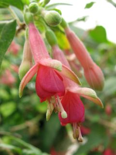 Fuchsienbild Loxhore Operetta 01