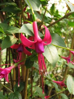 Fuchsienbild Luca Feilhuber 01