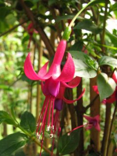 Fuchsienbild Luca Feilhuber 02