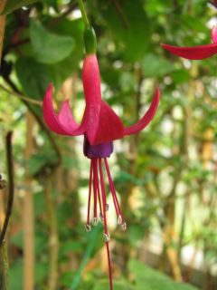 Fuchsienbild Luca Feilhuber 03