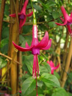 Fuchsienbild Luca Feilhuber 04