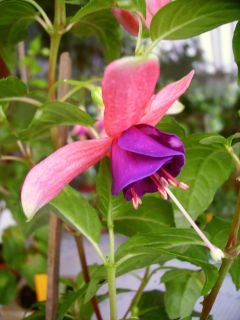 Fuchsienbild Luisa 01