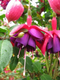 Fuchsienbild Lunters Trots 01