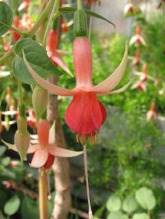 Fuchsia Machu Picchu 02