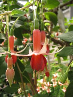 Fuchsia Machu Picchu 03