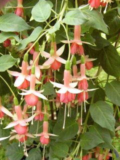 Fuchsia Machu Picchu 04