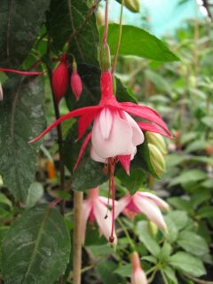 Fuchsia Madame Cornelissen 01