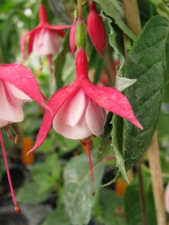 Fuchsia Madame Cornelissen 03