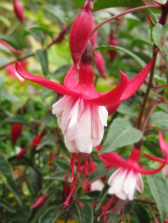 Fuchsia Madame Cornelissen 04