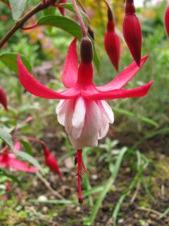 Fuchsia Madame Cornelissen 05