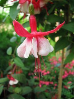 Fuchsia Madame van der Strasse 01