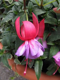 Fuchsia Madelin Sweeny 01