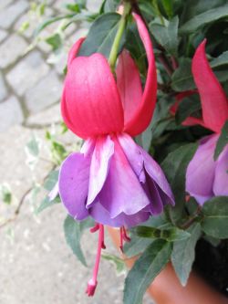 Fuchsia Madelin Sweeny 02