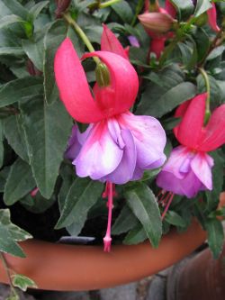 Fuchsia Madelin Sweeny 03