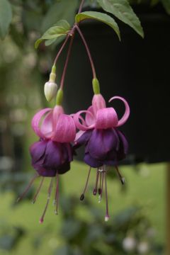 Fuchsia Maik Luijten 01