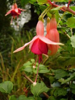 Fuchsia Major Heaphy 01