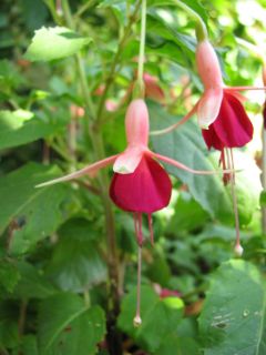 Fuchsia Major Heaphy 02