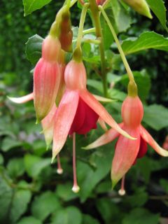 Fuchsia Major Heaphy 03