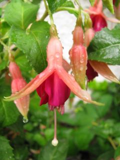 Fuchsia Major Heaphy 04