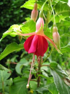 Fuchsia Major Heaphy 06