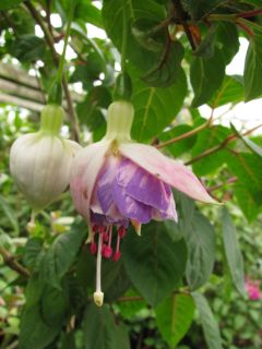 Fuchsia Malibu Mist 04