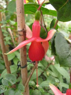 Fuchsia Mandarin 01