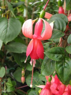 Fuchsia Mandarin 03