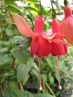 Fuchsia Mandarin 04