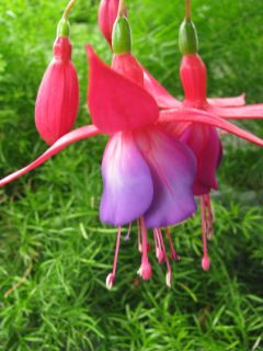 Fuchsia Manfred Rommel 03