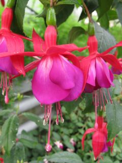 Fuchsia Manfred Rommel 04