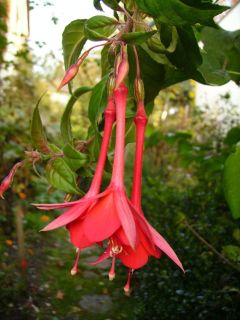 Fuchsia Mantilla 01