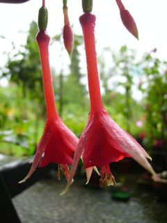 Fuchsia Mantilla 03