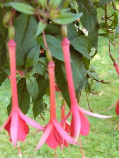 Fuchsia Mantilla 04