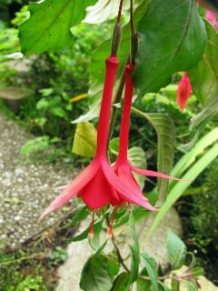 Fuchsia Mantilla 05