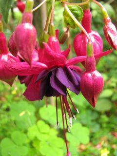 Fuchsia Marcske 01