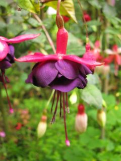 Fuchsia Marcske 03