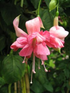 Fuchsia Marcus Graham 01