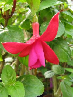 Fuchsia Mardi Gras 01