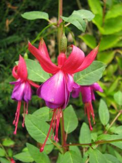 Fuchsia Margaret 01