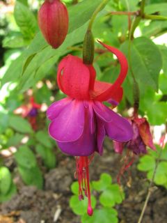 Fuchsia Margaret 02