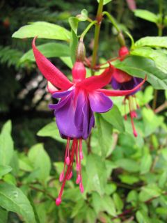 Fuchsia Margaret 03