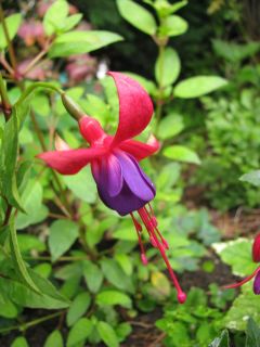 Fuchsia Margaret 04