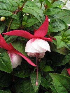 Fuchsia Margaret Kendrick 01